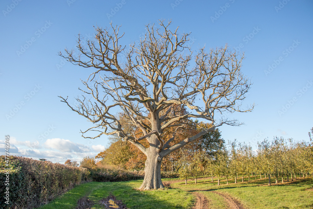 Old oak tree in the orchard.