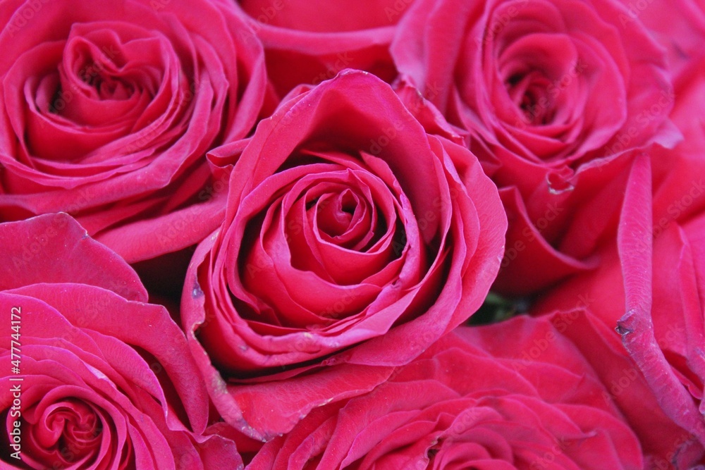 pink roses background pink roses background