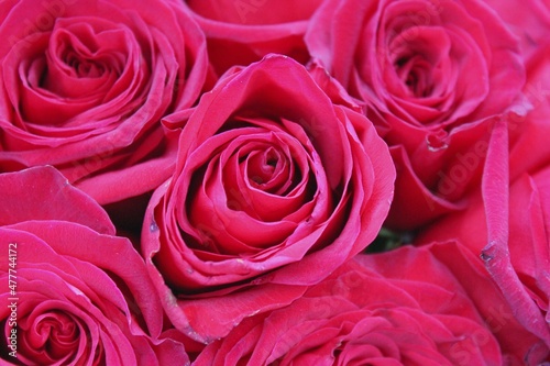 pink roses background