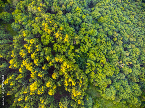 Lush green forest from above © pyty