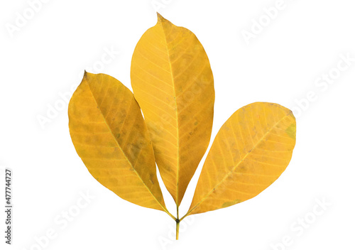 Isolated old hevea brasiliensis or rubber leaf with clipping paths.