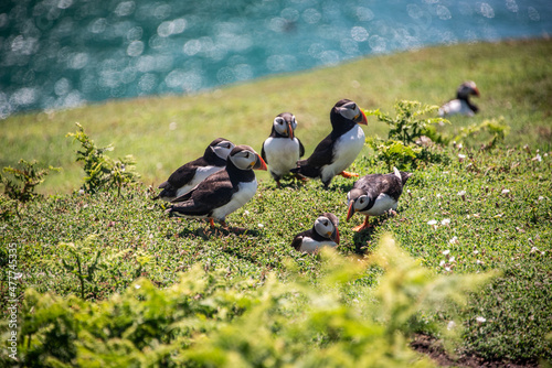 Puffin Skomer Island Wales photo