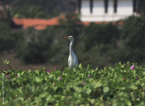 One of the white cranes on a pale green background