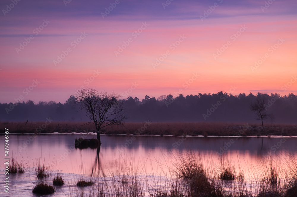 lonely tree in bog