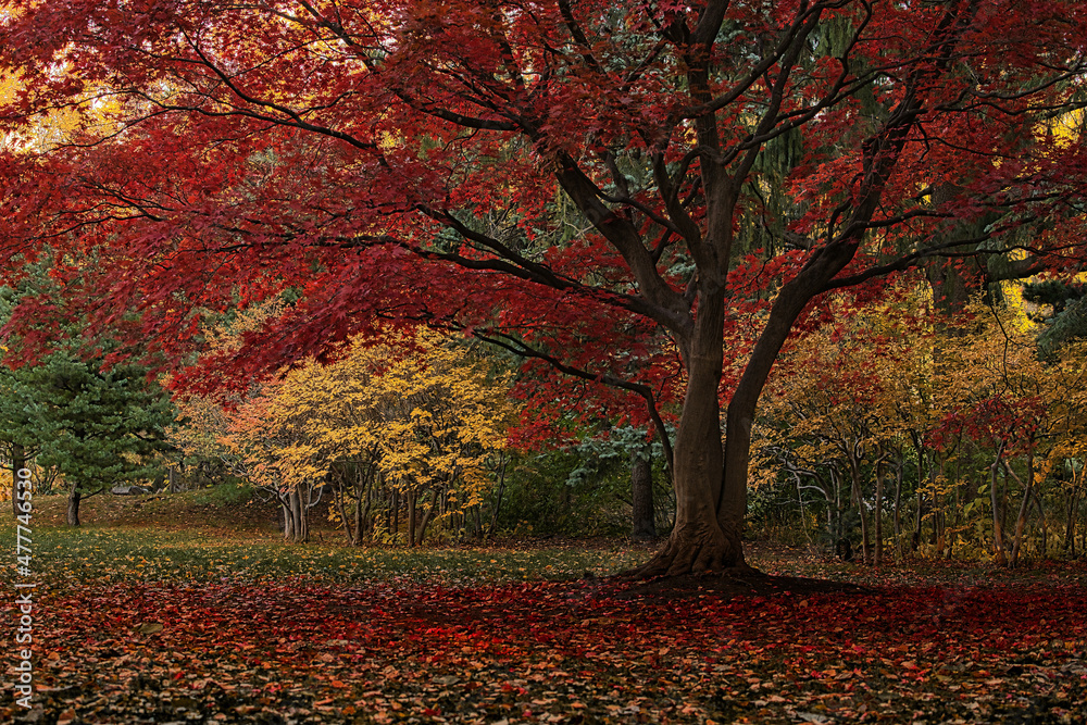 Fototapeta premium 紅葉の木の下で