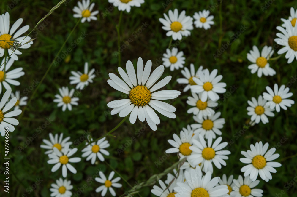 white and yellow marguerite in flower meadow in summer white and yellow marguerite in flower meadow in summer