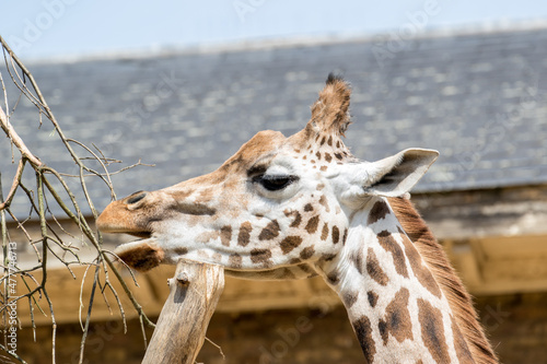 Canvas Print portrait of a giraffe