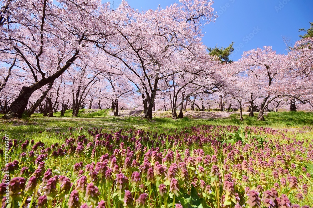 信州 満開の桜 信州 満開の桜