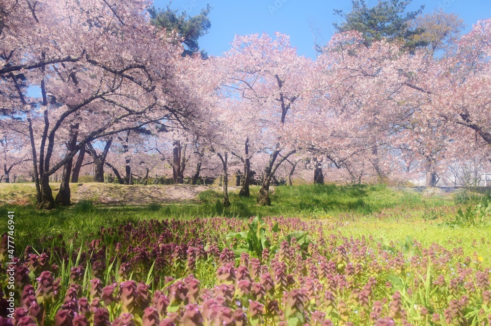 信州　満開の桜