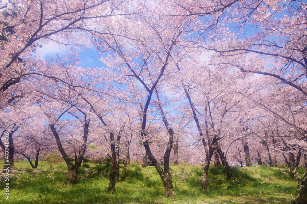 信州　満開の桜