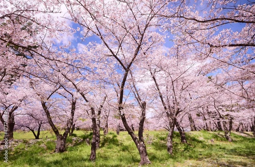 信州 満開の桜