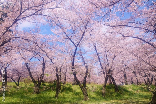 信州 満開の桜