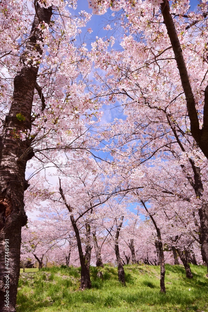 信州　満開の桜