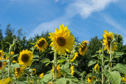 sun flower head in summer sunflower field