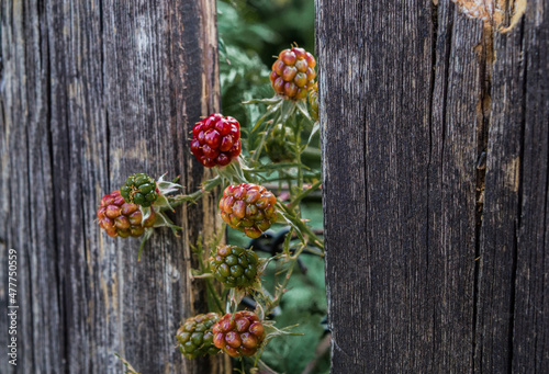 blackberry growing through aold wooden fence photo