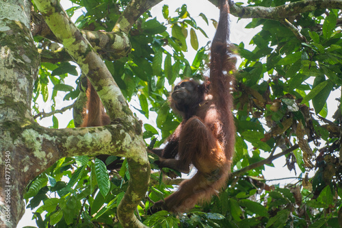 Young orangutan hangs on liana in the jungle