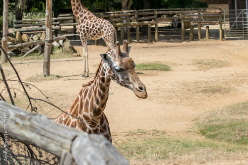 Photography giraffe in the zoo