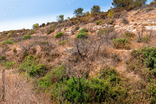 Algarve nature near cliffs