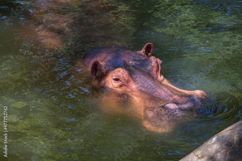 Hippopotamus, or hippo, mostly herbivorous mammal in water