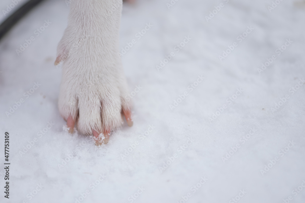Close-up of dog paws on white snow. Close-up of dog paws on white snow.