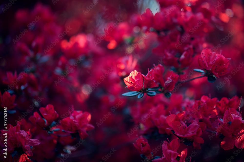 red flowers