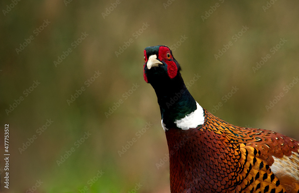 Naklejka premium Jagdfasan