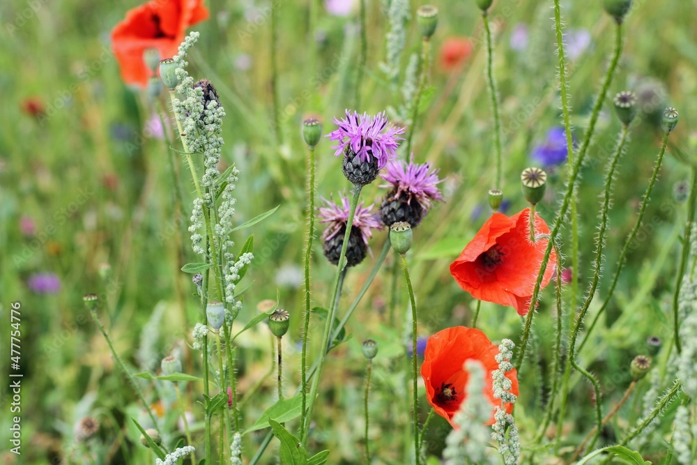 Fototapeta premium Thistles and bees in a wild flower garden, Gainsborough Square, Bristol