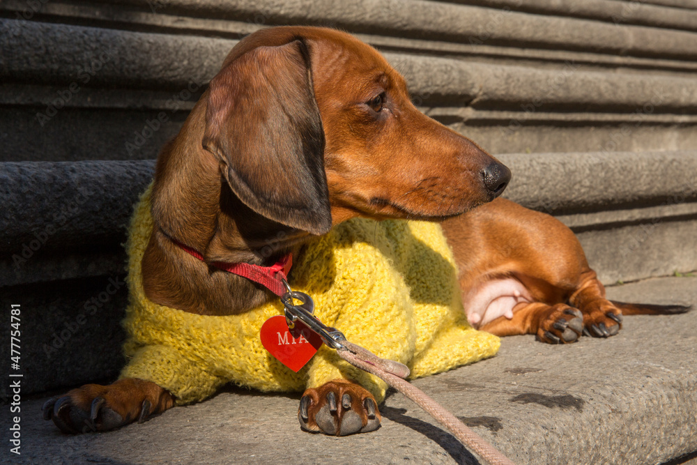 A two year old kaninchen dachshund dog lying in the sun on a stone staircase. It has a yellow coat. The coat is short and brown.