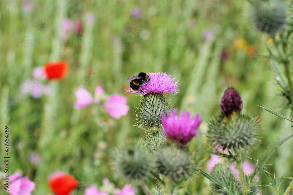 Thistles and bees in a wild flower garden, Gainsborough Square, Bristol