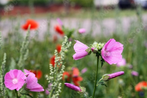 Mallow flowers and bees