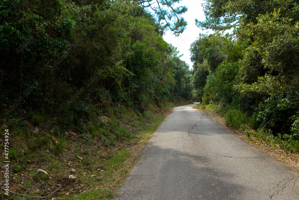 Broken country road with many potholes through the forest. Corsica, France Broken country road with many potholes through the forest. Corsica, France