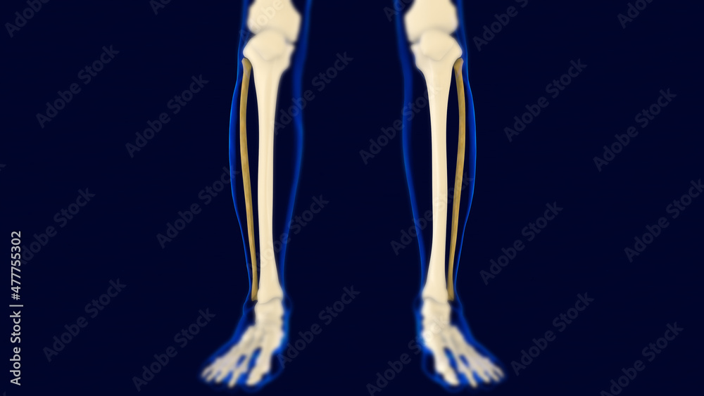 Fibula Bone Human skeleton anatomy 3D Rendering Fibula Bone Human skeleton anatomy 3D Rendering