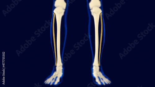 Fibula Bone Human skeleton anatomy 3D Rendering