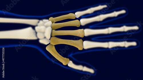 Hand metacarpal bones Anatomy for medical concept 3D photo