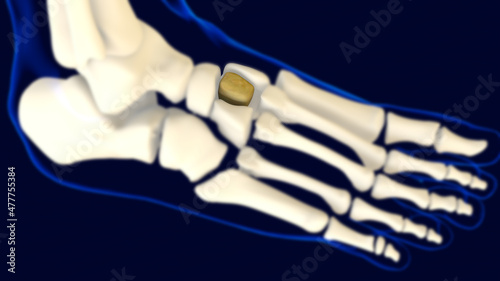 Intermediate Cuneiform Foot bone Anatomy For Medical Concept 3D