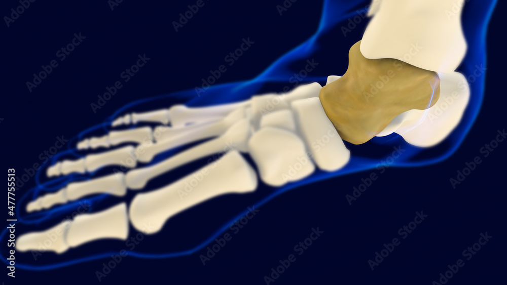 Talus Foot bone Anatomy for medical concept 3D Talus Foot bone Anatomy for medical concept 3D