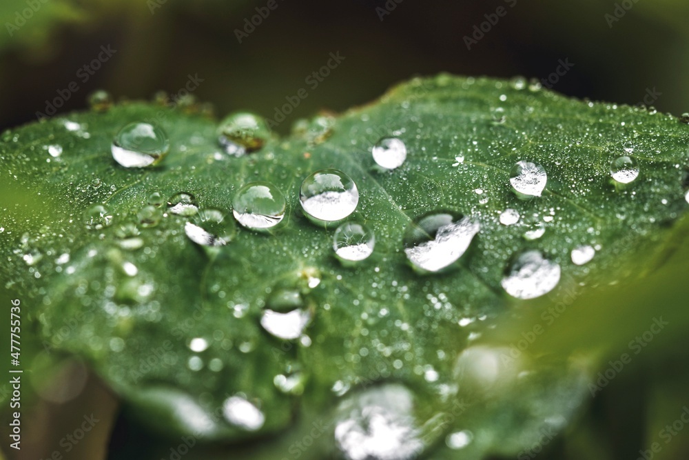 Closeup or macro of raindrops on leaf after rain Closeup or macro of raindrops on leaf after rain
