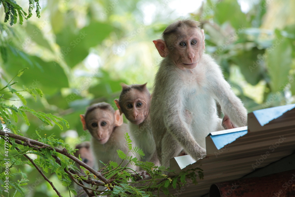 Three monkeys Three monkeys