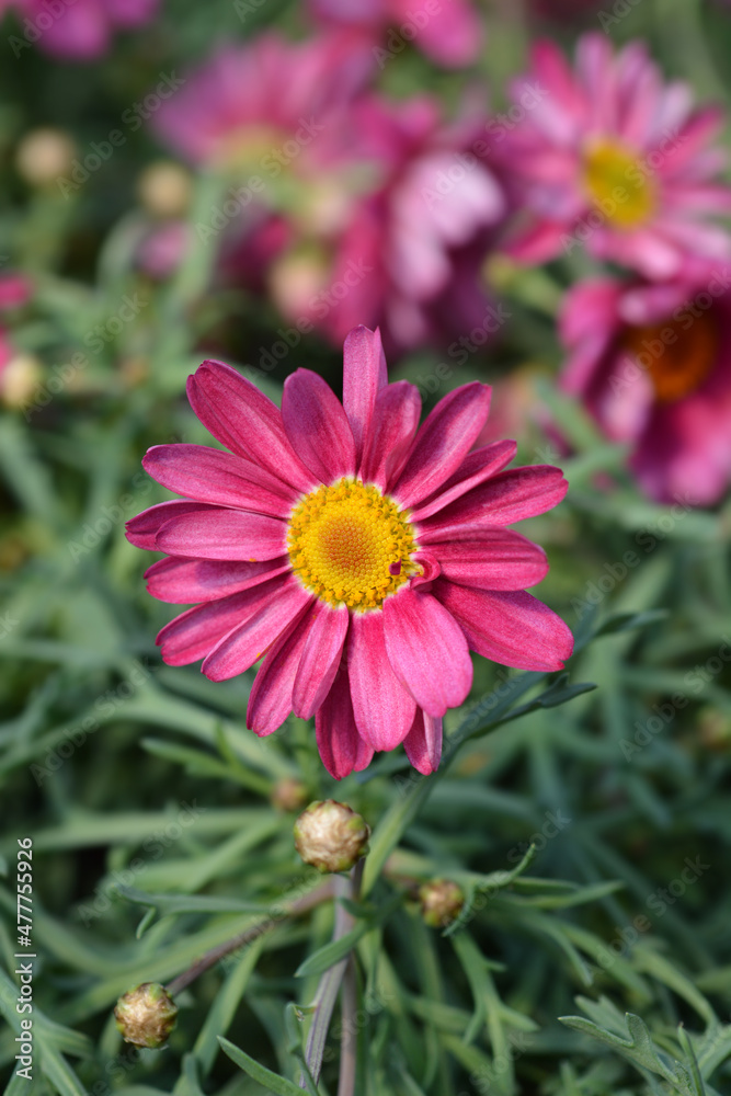 Pink Marguerite daisy Pink Marguerite daisy