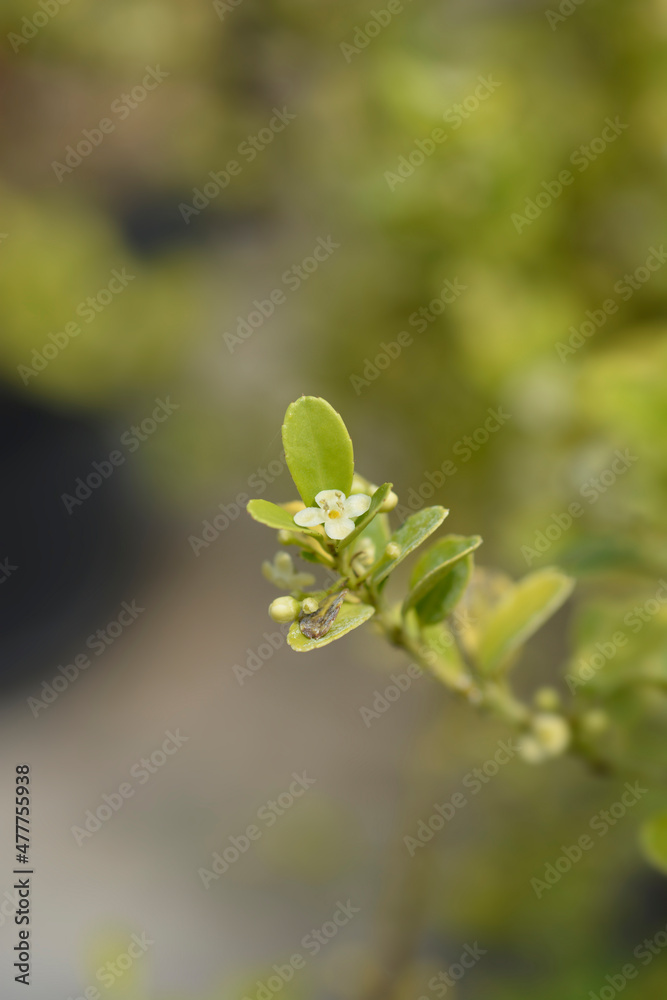 Box-leaved holly Box-leaved holly