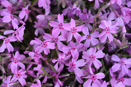 Creeping Phlox
