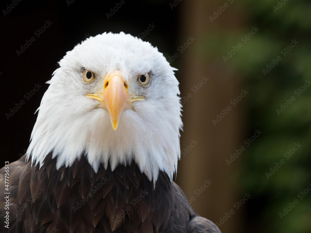 Obraz premium bald eagle (Haliaeetus leucocephalus) looks powerfully directly at camera.Sea Eagle.