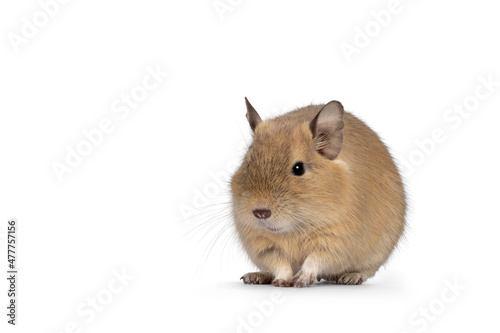 Young adult sand colored Dugu rodent, sitting up facing front lloking beside camera. Isolated on a white background. photo