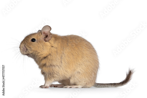 Young adult sand colored Dugu rodent, sitting side ways. Isolated on a white background.