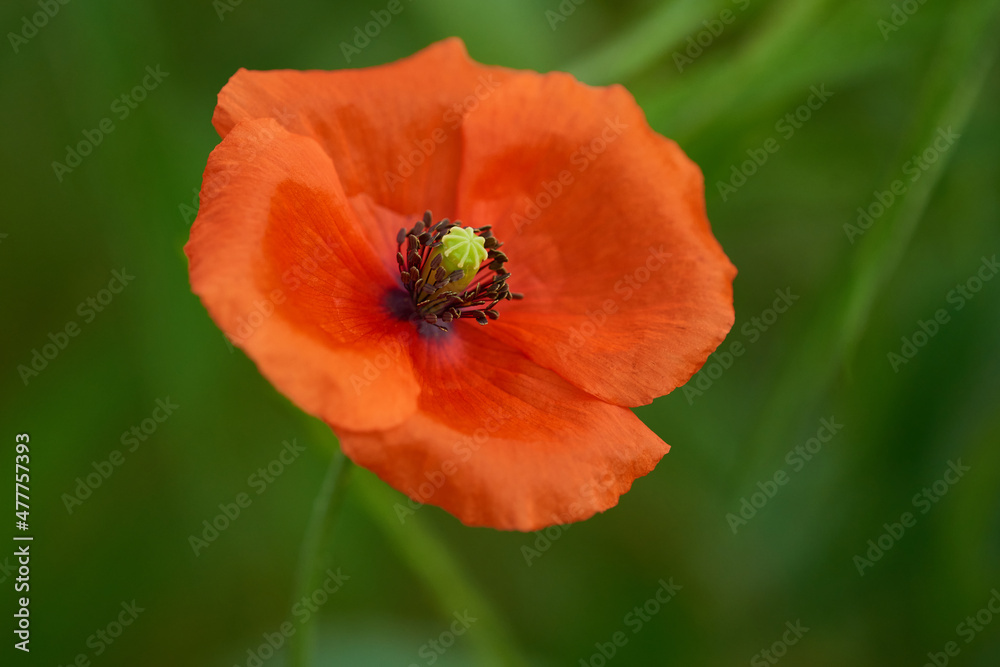 Klatschmohn (Papaver rhoeas)	