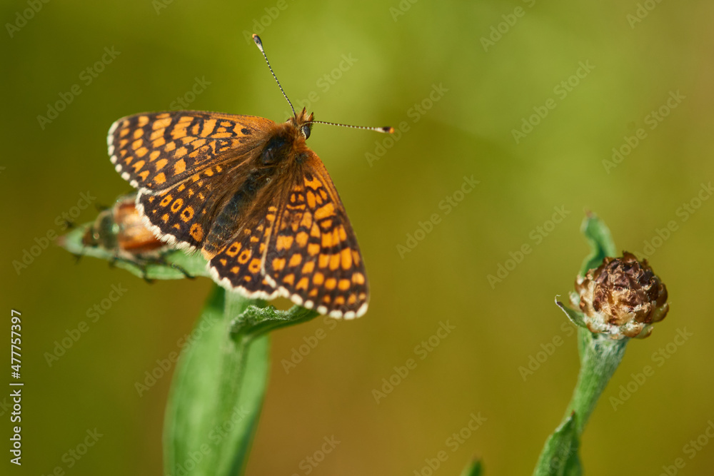 Obraz premium Wegerich-Scheckenfalter (Melitaea cinxia)