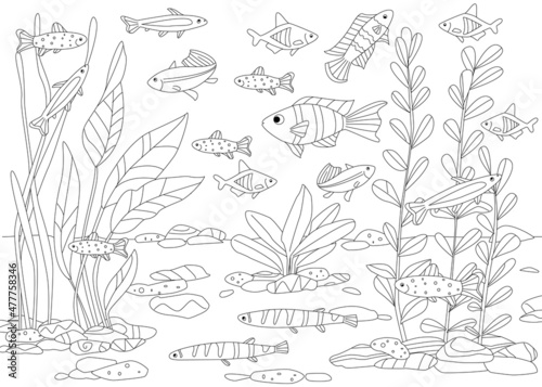 beautiful tropical freshwater aquarium with fishes and seaweed f