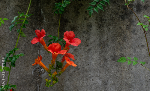 Honeysuckle against dark cement background