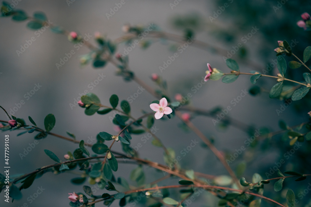 small pink flower
