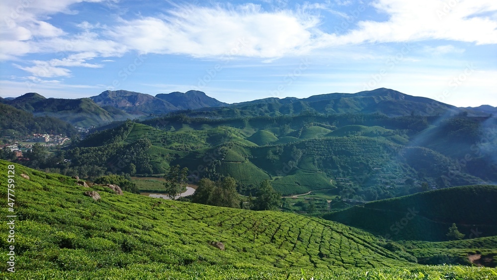 Fototapeta premium Munnar